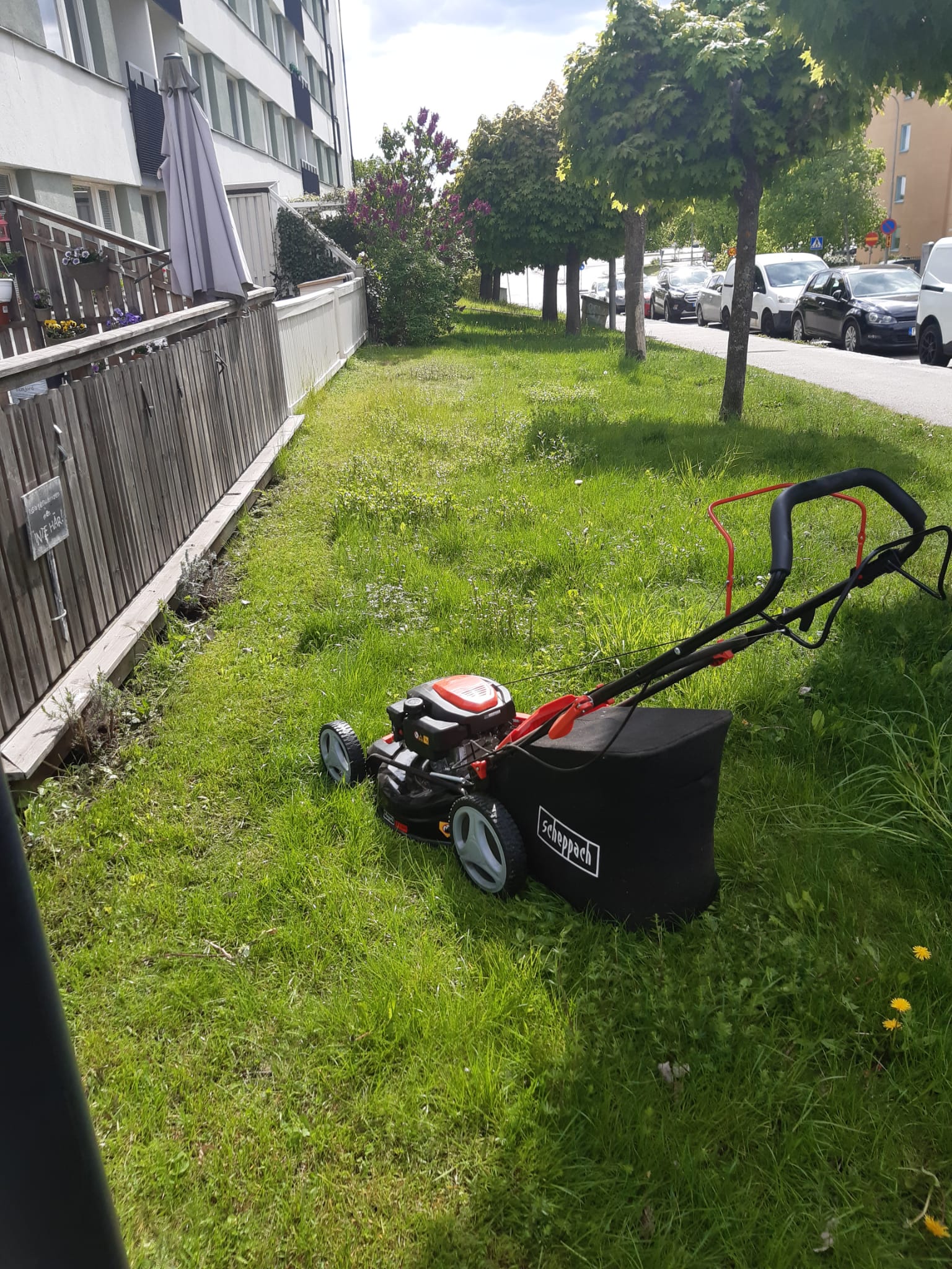 Yard cleanup